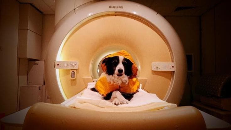 Ecco come i cani ci leggono in volto e capiscono le nostre emozioni