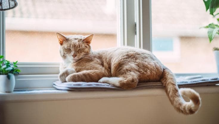Gatti, scoperta la causa della loro frequente insufficienza renale