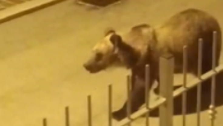 Un orso tra le case a Roccaraso: "Proteggetelo, non diventi una star"