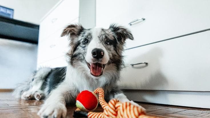 Il tuo cane non molla il suo gioco? Occhio, è un comportamento ossessivo