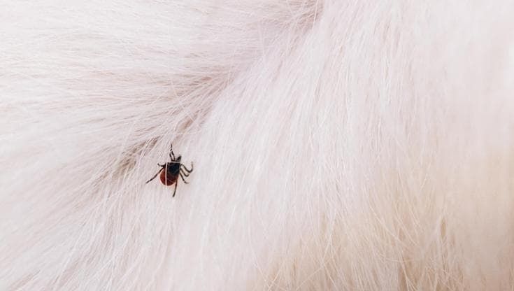 Zecche e pulci, perché sono sempre di più (e tutto l’anno)