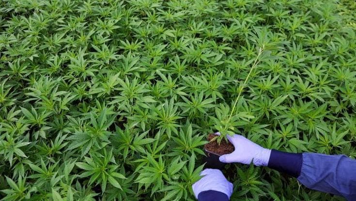 Contro il dolore cannabis in pillole