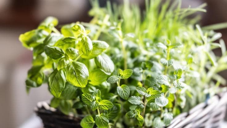 Disturbi del gusto per chi ha un tumore: cinque ricette insolite contro le alterazioni dei sapori