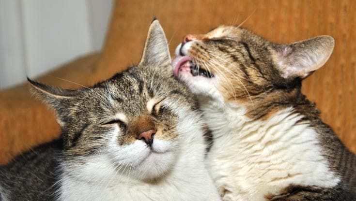 I gatti che si leccano? Lo fanno per amicizia. O per bullismo