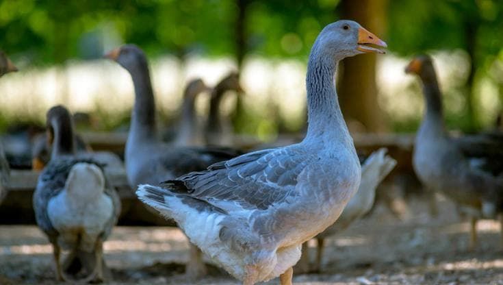 Brasile: troppa sofferenza per le oche, vietato produrre e vendere foie gras