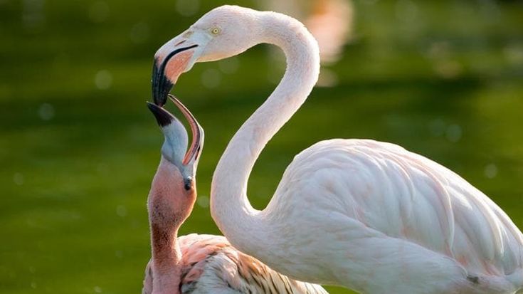 Quanto è faticoso anche per i fenicotteri diventare genitore