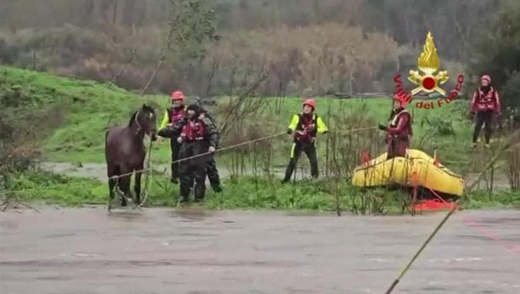 Sardegna, la corsa contro il fango: salvati tre cavalli intrappolati dal ciclone Harry