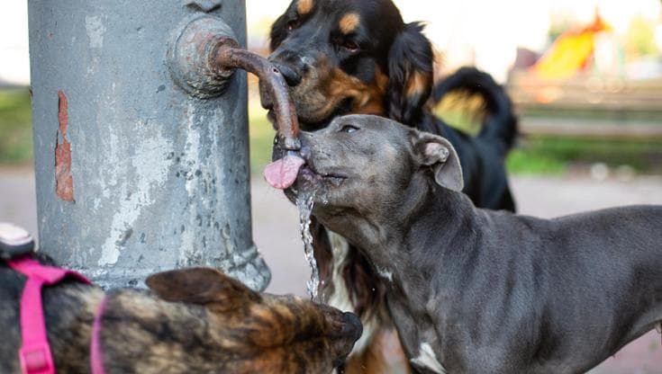 Gran caldo, prima di uscire con il vostro cane fate la prova 7 secondi sull’asfalto