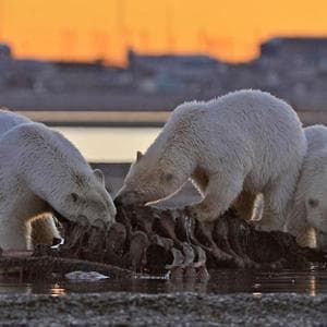 Orsi polari (e non solo quelli denutriti) sempre più vicini agli insediamenti umani, ecco il perché