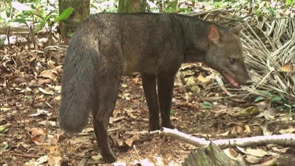 Il cane dell'Amazzonia avvistato dalle fototrappole
