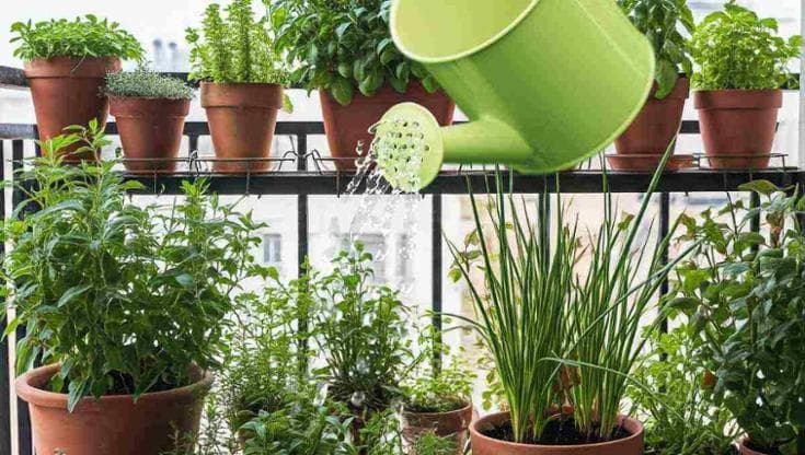 Anche le piante entrano in una sorta di letargo estivo: come mantenere il giardino