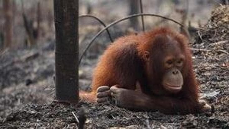 Non c'è pace per gli oranghi. Ora sono minacciati da nuovi incendi