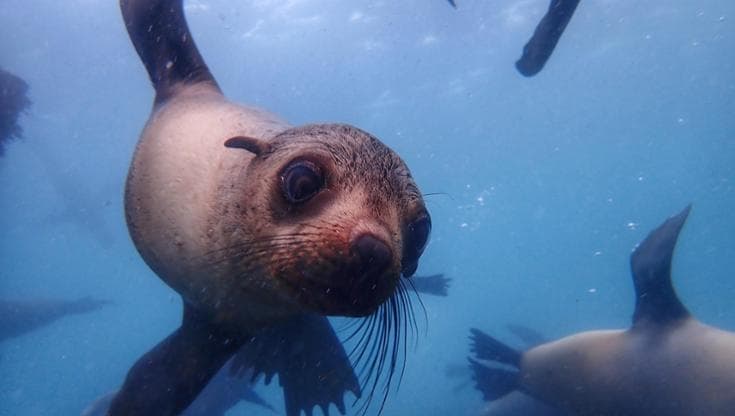 Australia, le otarie stanno scomparendo dall’isola di Deen Maar per l’inquinamento