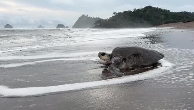 Panama festeggia il ritorno delle tartarughe liuto: "Non nidificavano da trent'anni"