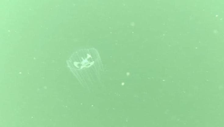 Il "panda gigante d'acqua": avvistata rara medusa in una riserva cinese