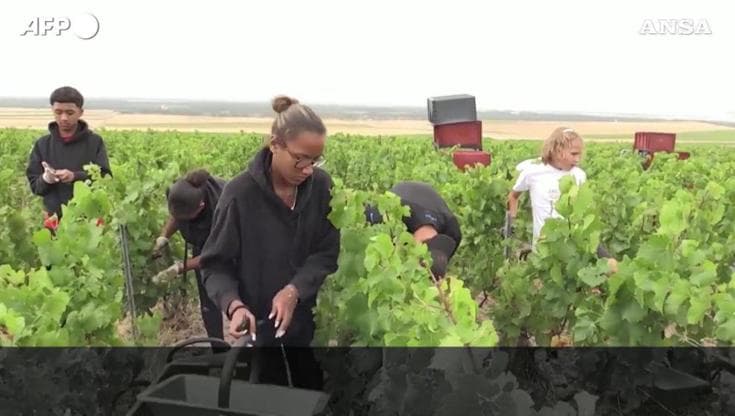 Champagne, vendemmia ultra precoce nel 2026: "Mai visto nulla di simile"