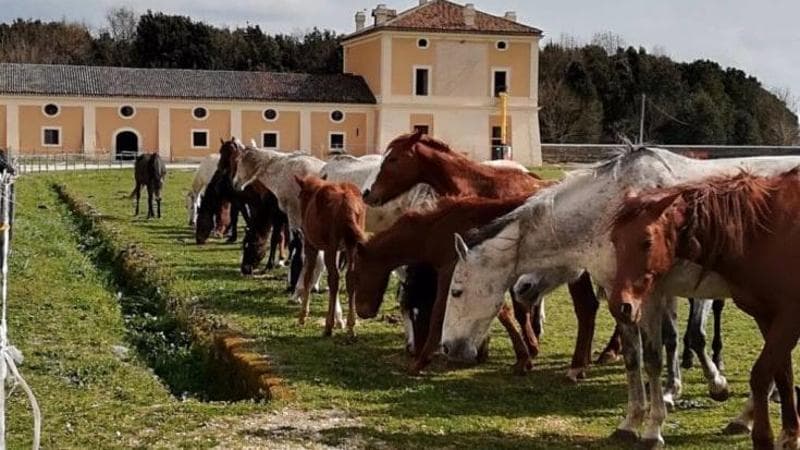 Salerno, i cavalli di Persano tornano a casa dopo 50 anni