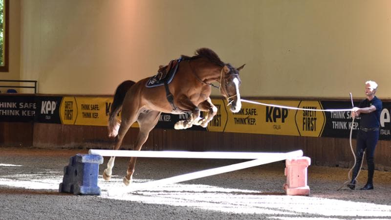 Quando cuore e tecnica si uniscono per aiutare i cavalli sportivi
