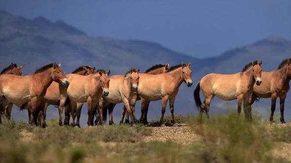 Si riscrive la storia dei cavalli in America settentrionale. I nativi erano già cavalieri prima del 1680