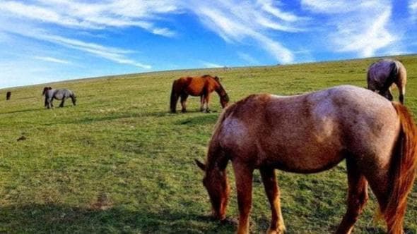Le prove che l’equitazione nacque 5000 anni fa