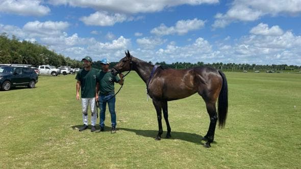 Dagli ippodromi ai campi di polo, il talento di Rattagan per scovare cavalli che fanno la storia dello sport