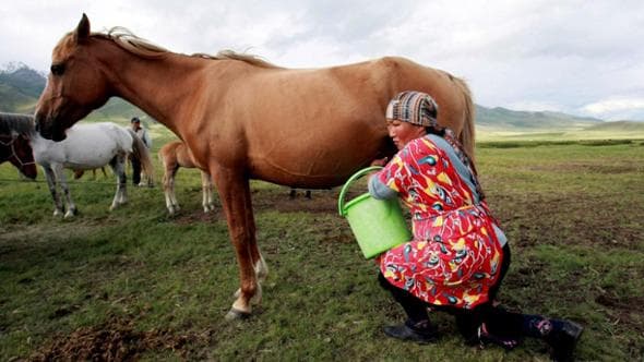 Kirghizistan, latte fermentato equino per attirare i turisti: "Bevetelo e tuffatevici dentro"