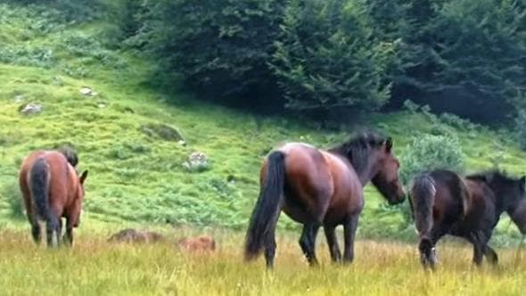 La battaglia per salvare gli ultimi cavalli selvaggi sulle montagne liguri
