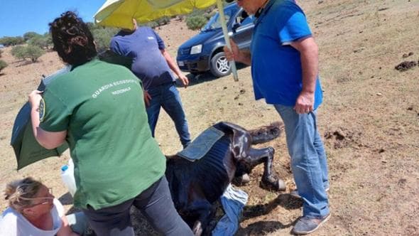 Il gran caldo sfinisce i cavalli selvaggi, il sindaco di Santa Marinella: "Soccorreteli"