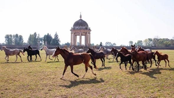 "I miei cavalli malnutriti": scontro tra il principe e la reggia-museo di Carditello