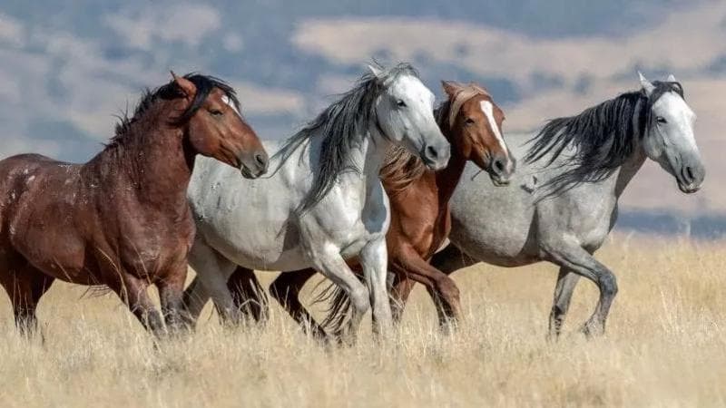 Mustang, un simbolo di indipendenza che oggi lotta per sopravvivere
