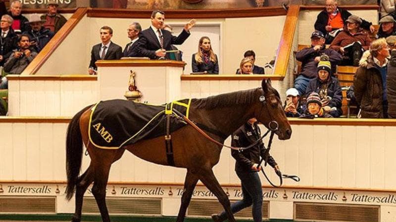 Purosangue, offerte in ghinee e voglia di fare la storia, a Tattersalls va in scena l'asta dei record