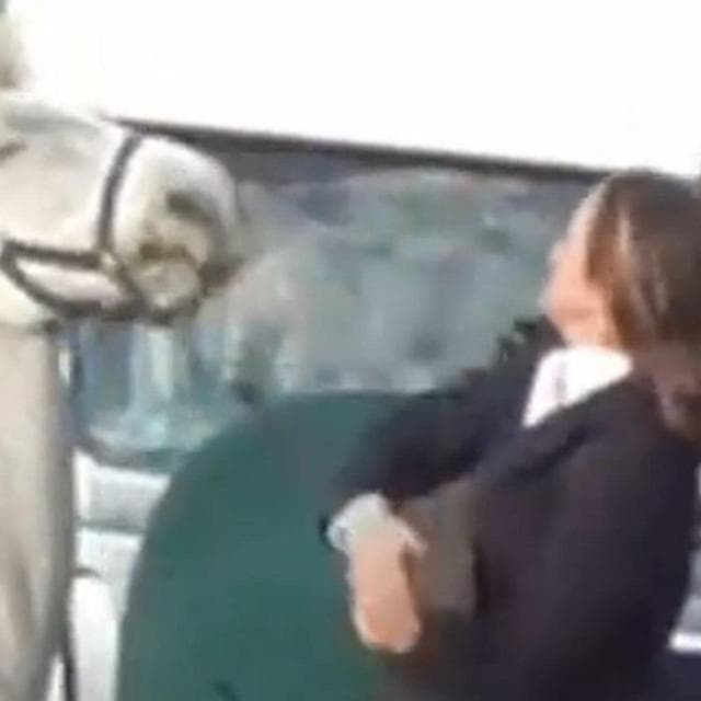 Schiaffi sul muso e calci a un cavallo durante la caccia alla volpe: maestra licenziata