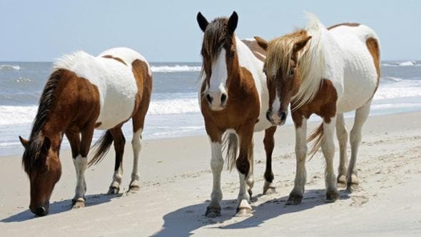 La leggenda era vera: i cavalli Chincoteague sono i discendenti dei destrieri dei conquistadores