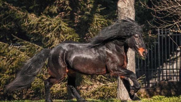 Monaco-Verona, progetto Fieracavalli per un turismo lento e sostenibile