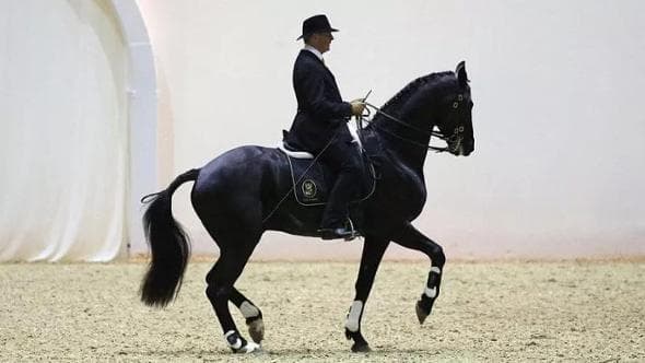 La rivoluzione etologica di Monsieur Karl: “Basta gare senza rispetto per i cavalli”