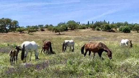 Bentornati a Monte Velho, il paradiso dei cavalli lusitani