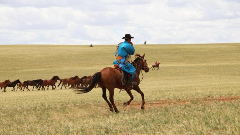 Come le steppe dell'Eurasia hanno cambiato la storia dei cavalli