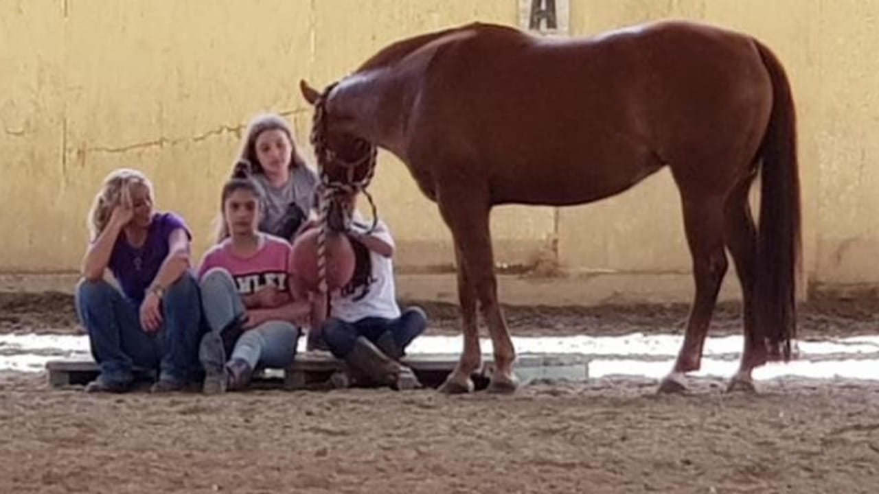 Giovani e dipendenze digitali, così i cavalli aiutano a contrastare l’isolamento dei ragazzi