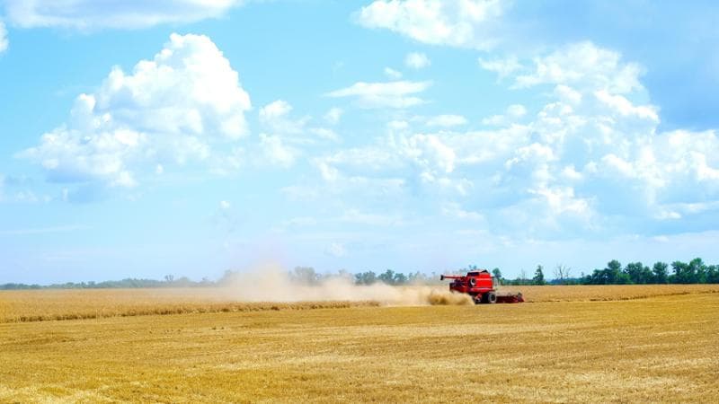 Grano duro, il raccolto cresce ma la filiera resta sotto pressione