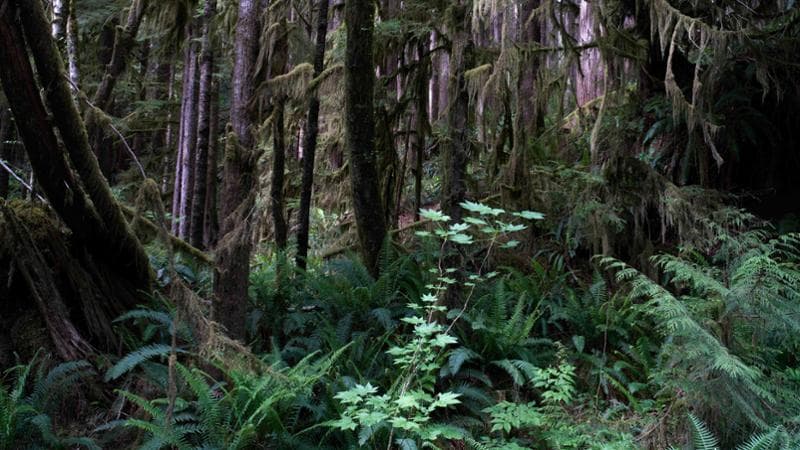 Canada. La lotta dei nativi per salvare quel che resta della foresta pluviale della Vancouver Island