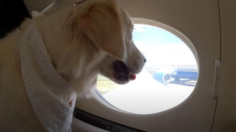 In viaggio con cani e gatti: tutto quello che occorre sapere