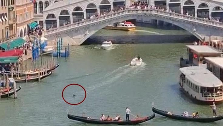 Venezia, segnalato delfino nel Canal Grande. Il sindaco: "Proteggiamolo"