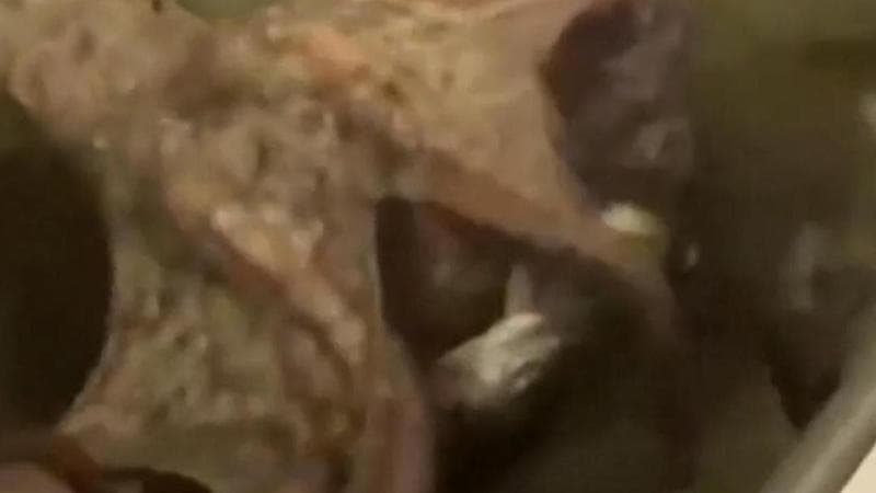 Scienziati italiani usano i polpi contro l'invasione di granchi blu: "Sono predatori formidabili"