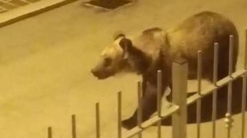 Orso bruno gira in centro a Roccaraso e Rivisondoli: "Proteggetelo"