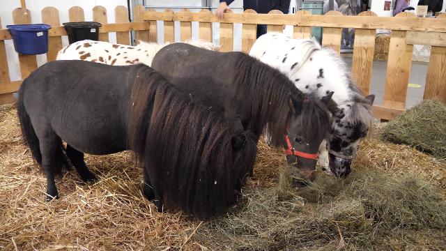 Alla scoperta dei mini pony: la razza di cavallo più piccola (e più antica) al mondo